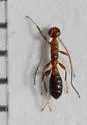 Rhaconotus formicoides - Rhaconotus formicoides