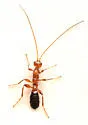 Rhaconotus formicoides - photo 2
