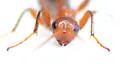 Rhaconotus formicoides - photo 4