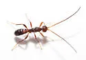 Rhaconotus formicoides - photo 5