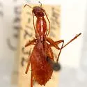 Rhadine babcocki