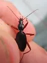 Rhadine caudata - photo 3