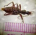 Rhadine caudata - photo 5