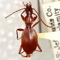 Rhadine dissecta