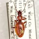Rhadine dissecta - photo 2