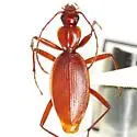 Rhadine dissecta - photo 4