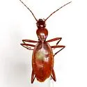 Rhadine dissecta - photo 5