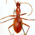 Rhadine howdeni