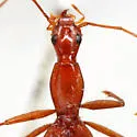 Rhadine howdeni - photo 2