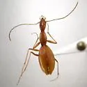 Rhadine infernalis