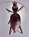 Rhadine larvalis
