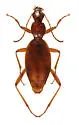 Rhadine lindrothi