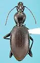 Rhadine nivalis