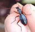 Rhadine ozarkensis - photo 4