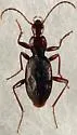 Rhadine umbra