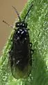 Rhadinoceraea aldrichi