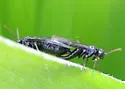 Rhadinoceraea aldrichi - photo 2