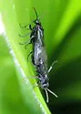 Rhadinoceraea aldrichi - photo 3
