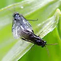 Rhadinoceraea aldrichi - photo 4