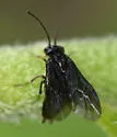 Rhadinoceraea nubilipennis - photo 3