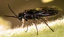 Rhadinoceraea nubilipennis - photo 4