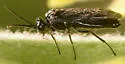 Rhadinoceraea nubilipennis - photo 5