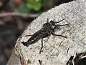 Rhadiurgus variabilis - photo 3