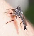 Rhadiurgus variabilis - photo 4