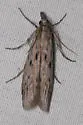 Rhagea stigmella - Hodges#5967