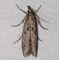 Rhagea stigmella - Hodges#5967 - photo 2