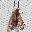 Rhagio albicornis