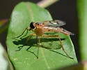 Rhagio albicornis - photo 3
