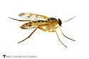Rhagio albicornis - photo 4