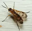 Rhagio albicornis - photo 5