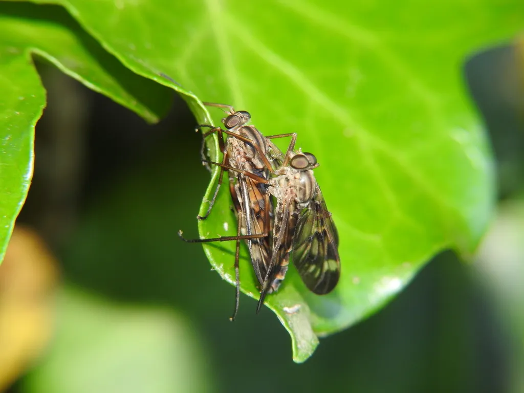 Rhagio atlanticus - photo 2