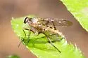 Rhagio costatus