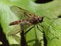Rhagio costatus - photo 2