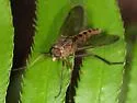 Rhagio costatus - photo 3