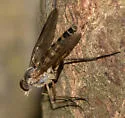 Rhagio costatus - photo 4