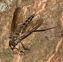 Rhagio costatus - photo 5