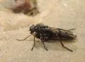 Rhagio dichromaticus