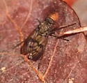 Rhagio dichromaticus - photo 3