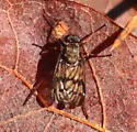 Rhagio dichromaticus - photo 4