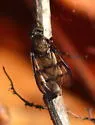 Rhagio dichromaticus - photo 5