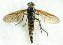 Rhagio expansus