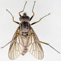 Rhagio expansus - photo 4