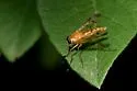 Rhagio floridensis