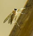 Rhagio gracilis - photo 2