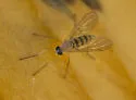 Rhagio gracilis - photo 3