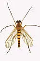 Rhagio gracilis - photo 4
